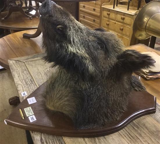 Taxidermy Boars head trophy